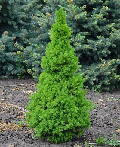 Ялина канадська Коніка (Picea glauca Conica)