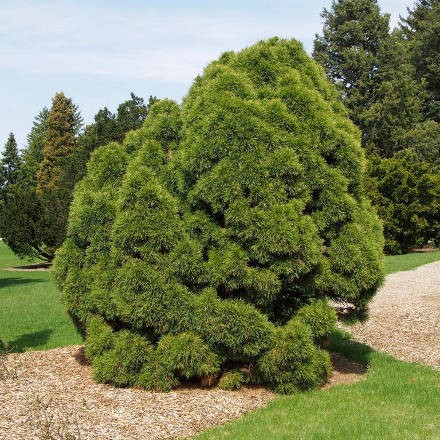 Сосна звичайна Глобоза Вiрiдiз (Pinus sylvestris Globosa Viridis)
