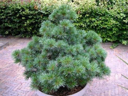 Сосна Веймутова Радіата (Pinus strobus Radiata)
