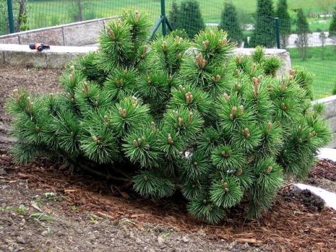 Сосна гірська Пуміліо (Pinus mugo pumilio)