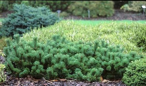 Cосна гірська Краускопф (Pinus mugo Krauskopf)