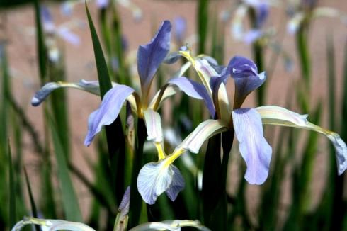 Ірис СПУРІА (Iris spuria)
