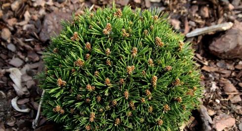 Cосна гірська Єзек (Pinus mugo Jezek)