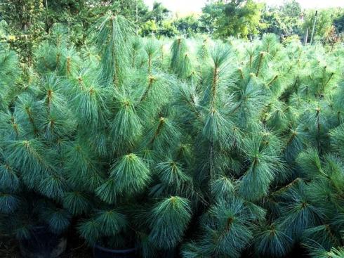 Сосна гімілайська / Гріффіта (Pinus wallichiana / griffithii)
