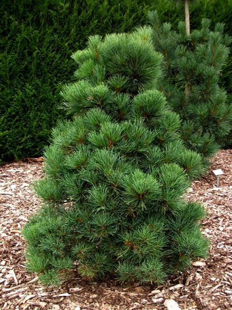 Сосна румелійська (Pinus peuce)